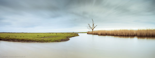 Tree pano color-