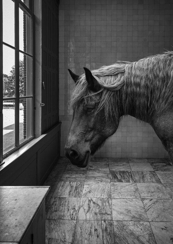 horse in a room (1 van 1)